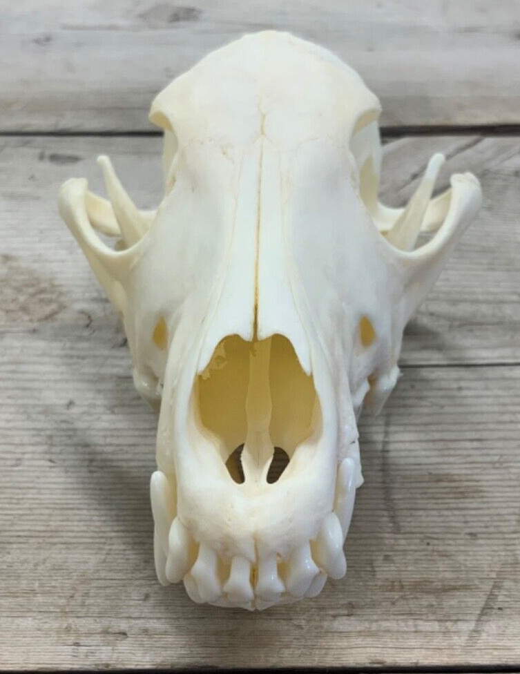Coyote Skull Authentic Montana Coyote Skull #2 Grade