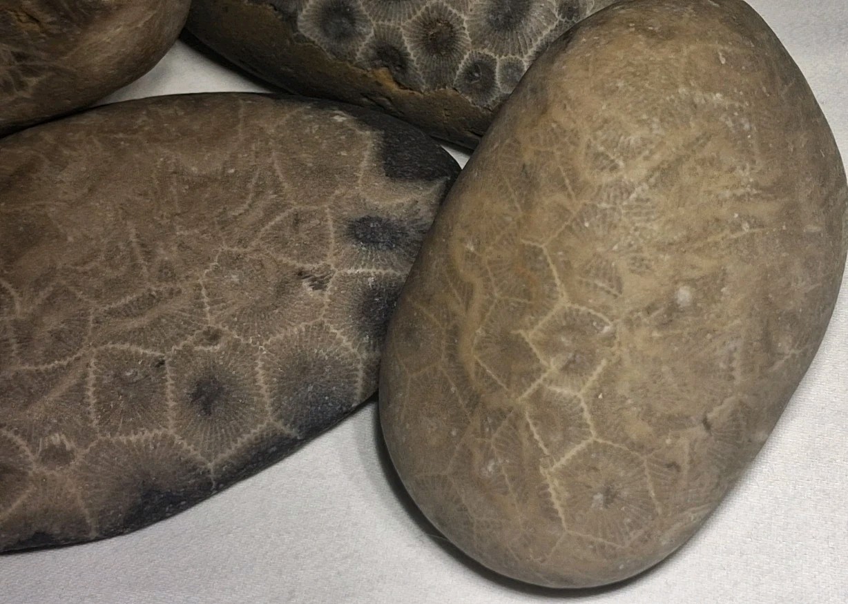 Michigan Petoskey Stone Lot 1 Pound Unpolished Natural Great Lakes Fossil Coral