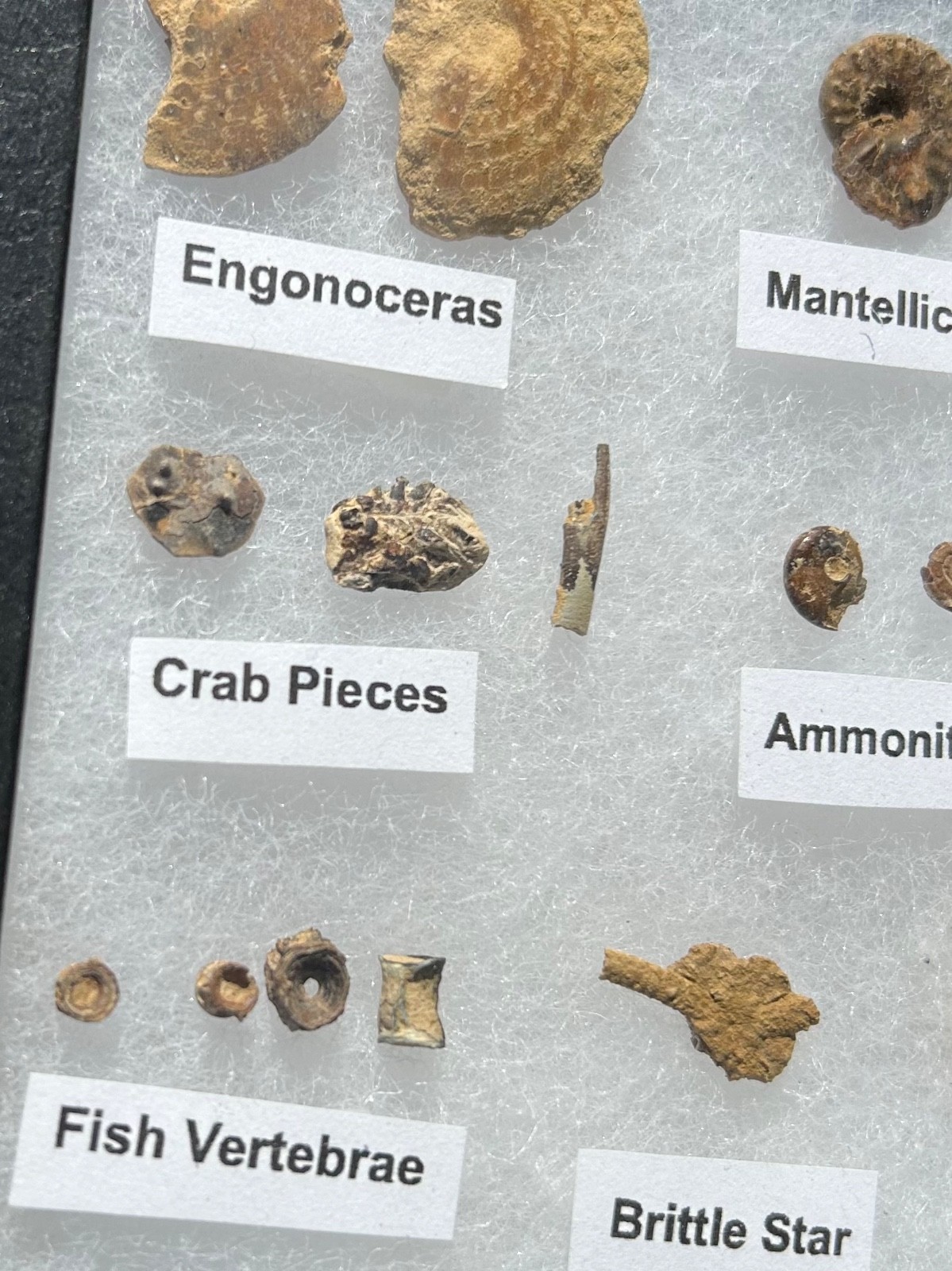 Pawpaw Formation Fossils Collection Starfish Ammonites Crabs Scaphites etc