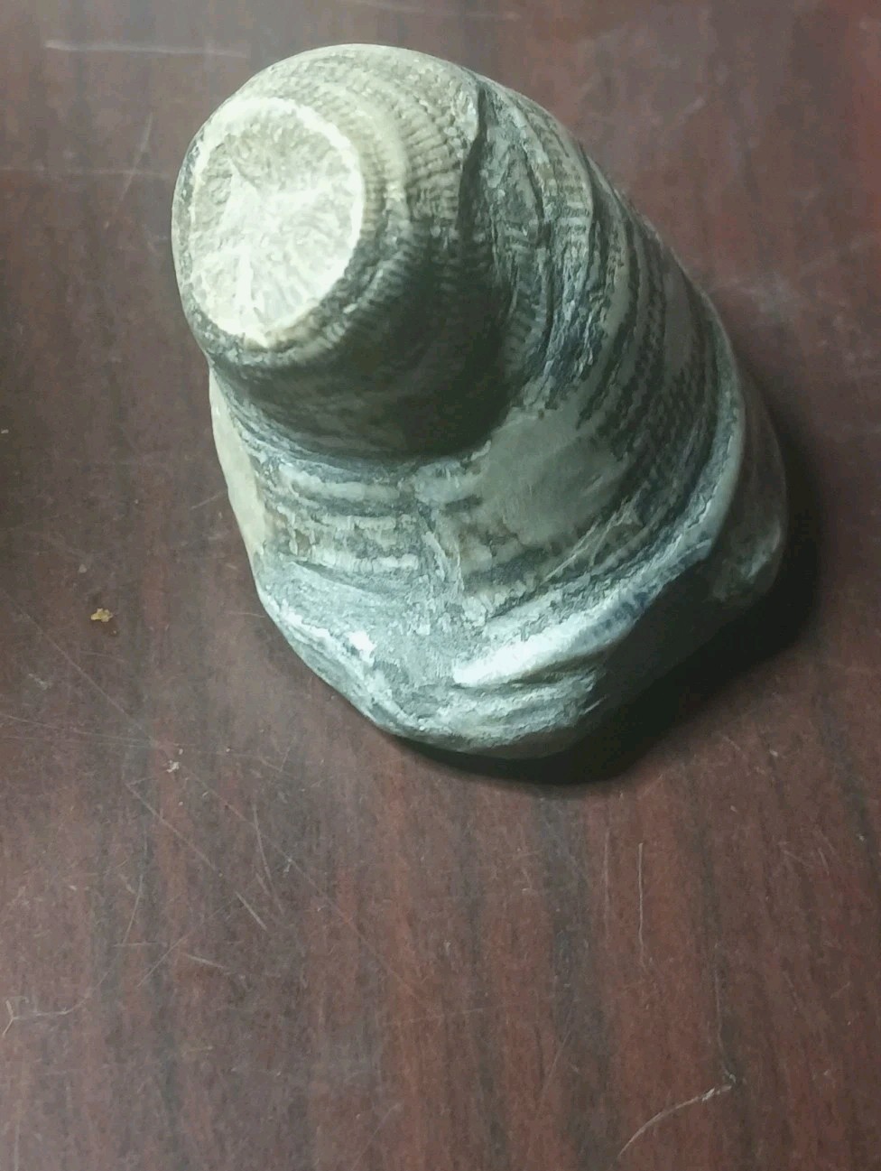 Fossil Horned Coral Michigan Nice Specimen