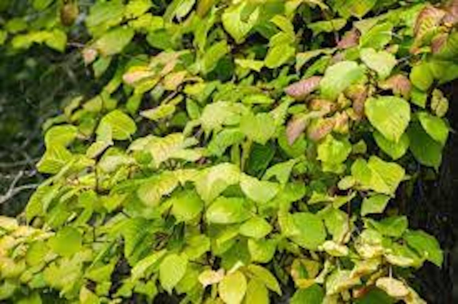 5 Issai Hardy Kiwi Plant Actinidia arguta Starter Plant