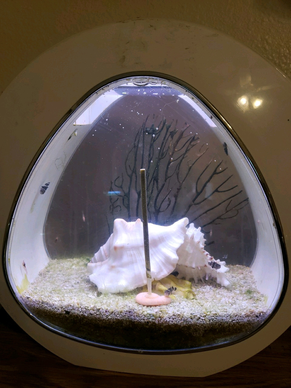 Shrimp Lollies Nano 60 CT Variety Pack (20/20/20) & 3 Holders