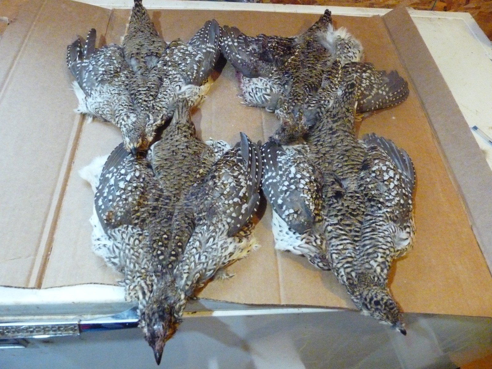 1 Beautiful no 1 SHARPE TAIL GROUSE SKIN craft dog training ART FLY TYING SHARP