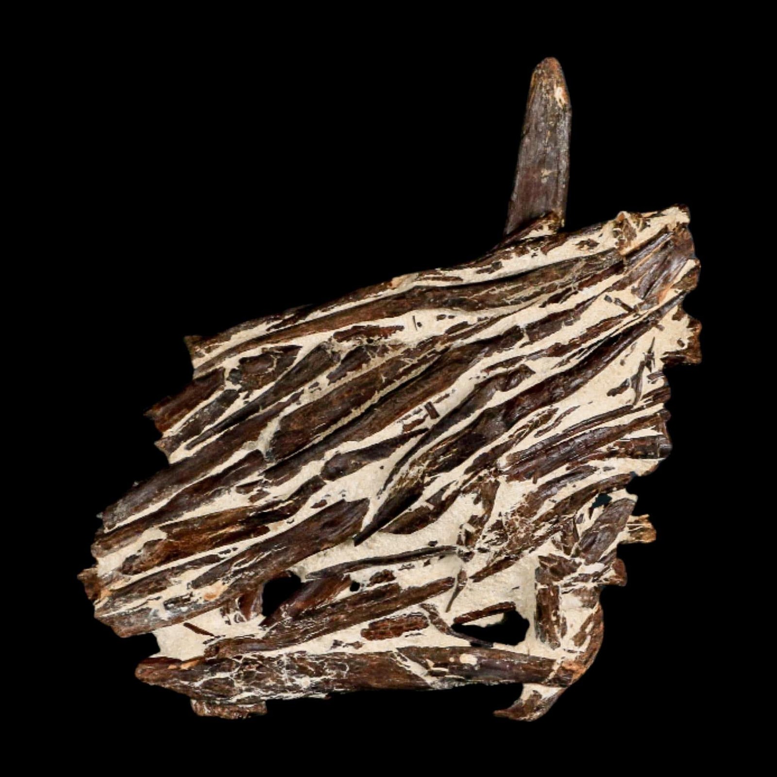 3.1" Unknown Fossil Vertebrae And Bones in Matrix Late Cretaceous Era Niobrara