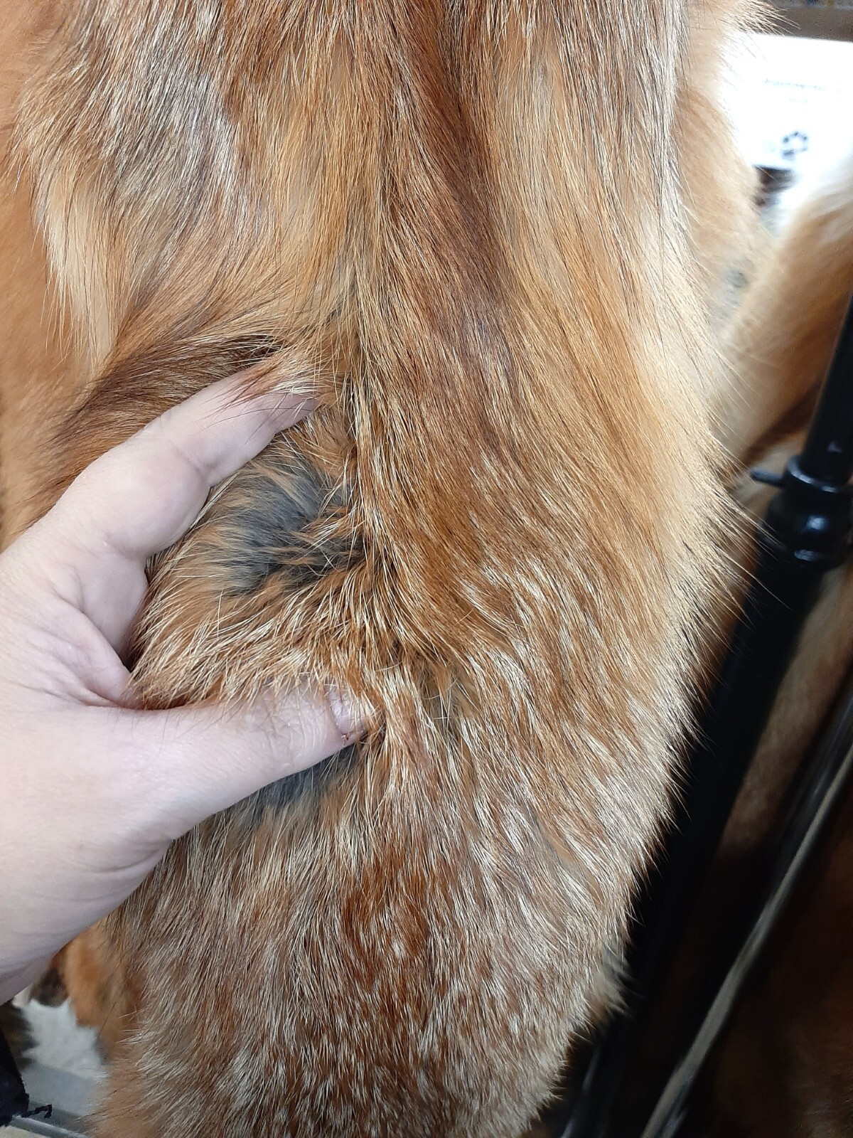 Red Fox, tanned, October harvested, fur, pelt