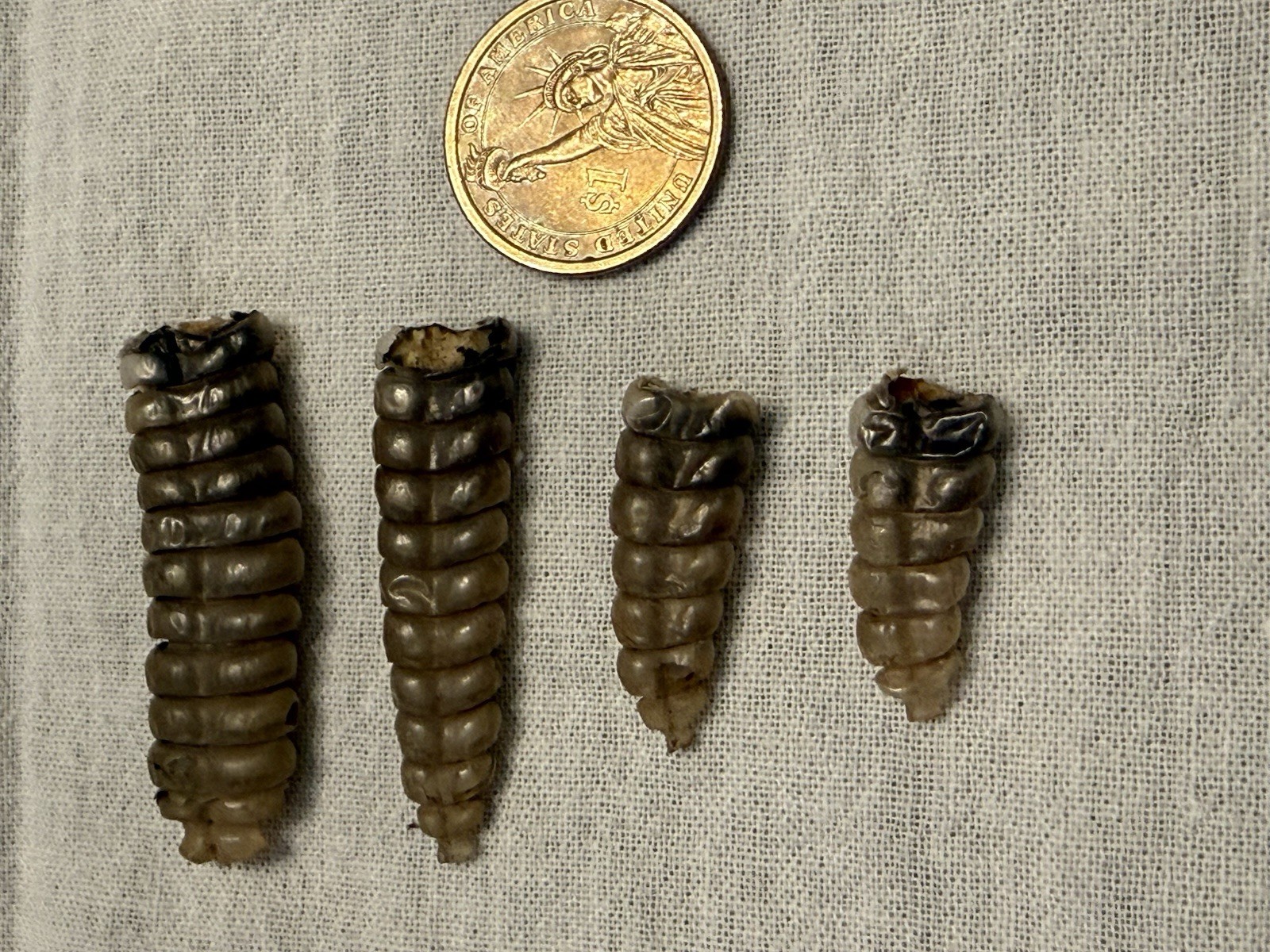 Rattlesnake Rattles ~ Lot Of 4 Rattles