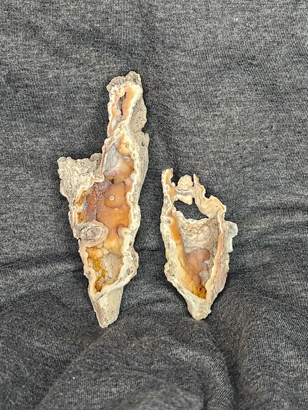 Florida Agatized Coral Fossil Pair, unpolished Chalcedony Fluorescent!