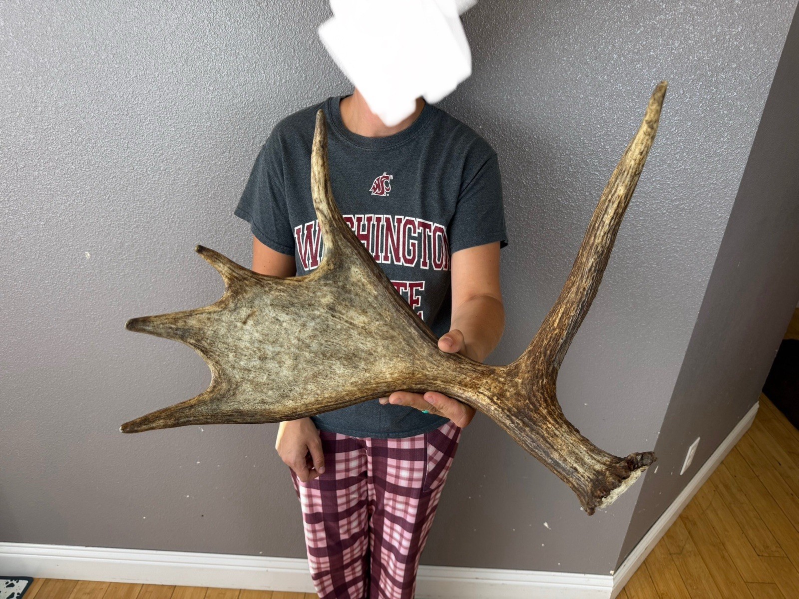 SHIRAS Moose Shed Antler HORNS Taxidermy Skull Mount Carving Wild IDAHO