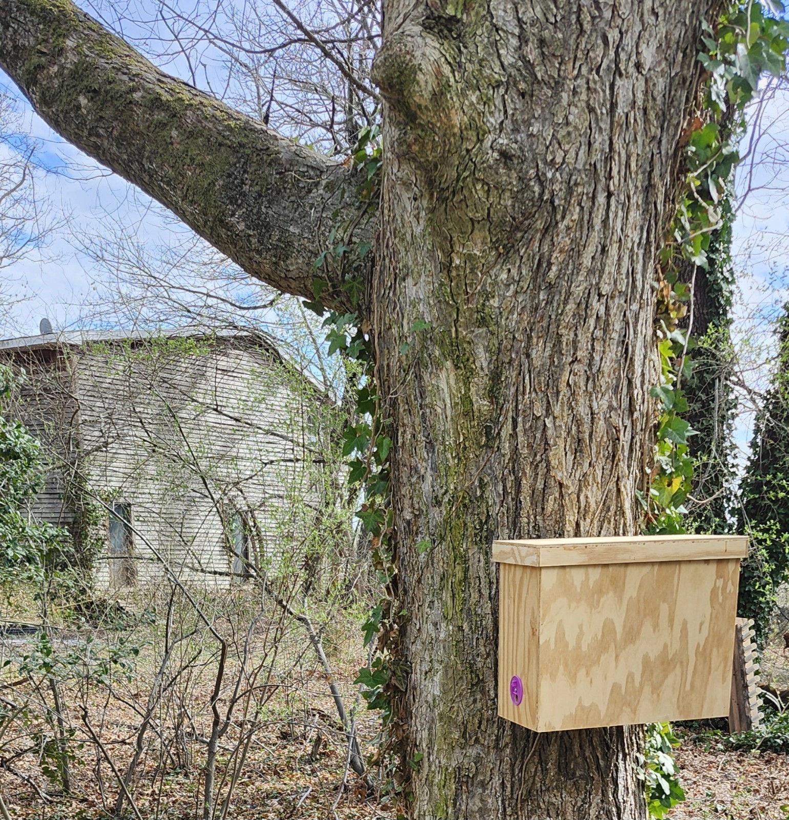 Honeybee Swarm Trap w/ Integrated Hanging Bracket = FREE BEES!!