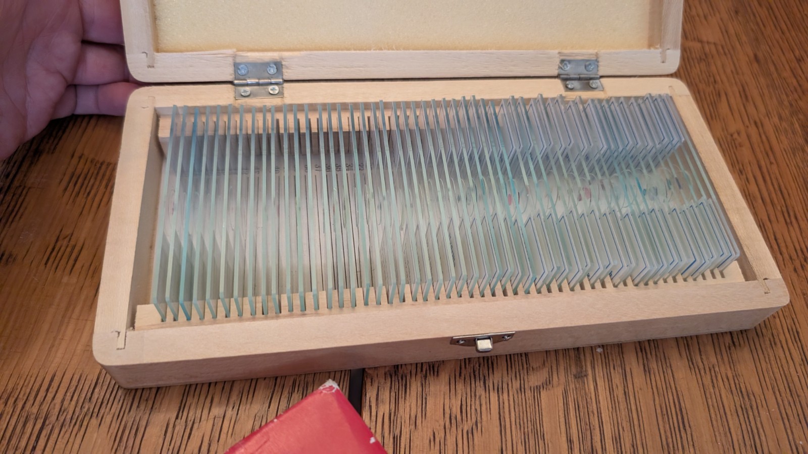 AmScope PS50A 50 Biology Pathology Prepared Microscope Slides Set slides and cov