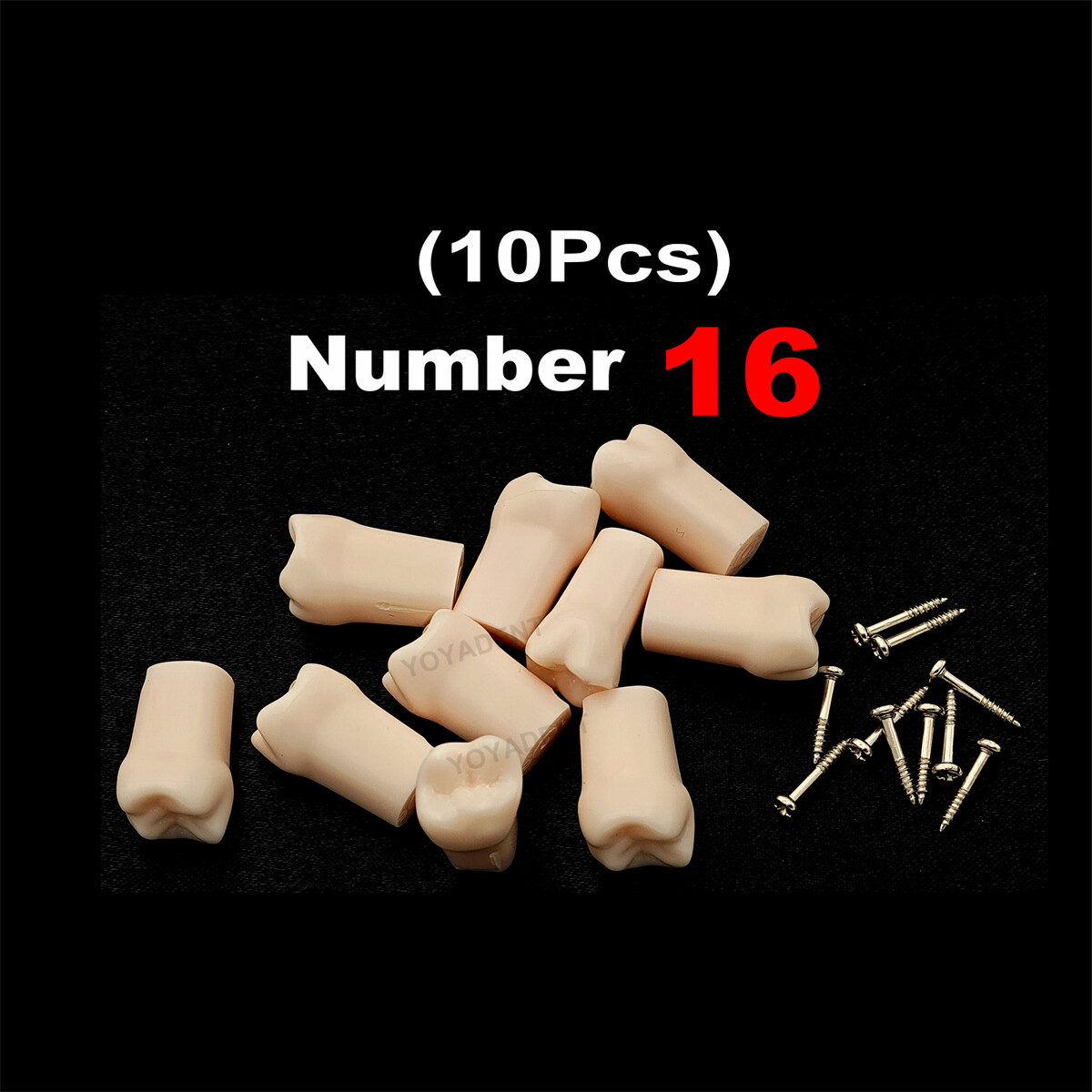 Dental Typodont Teeth Replacement Set of 40 Teeth Kilgore Nissin 500 Fit Screws