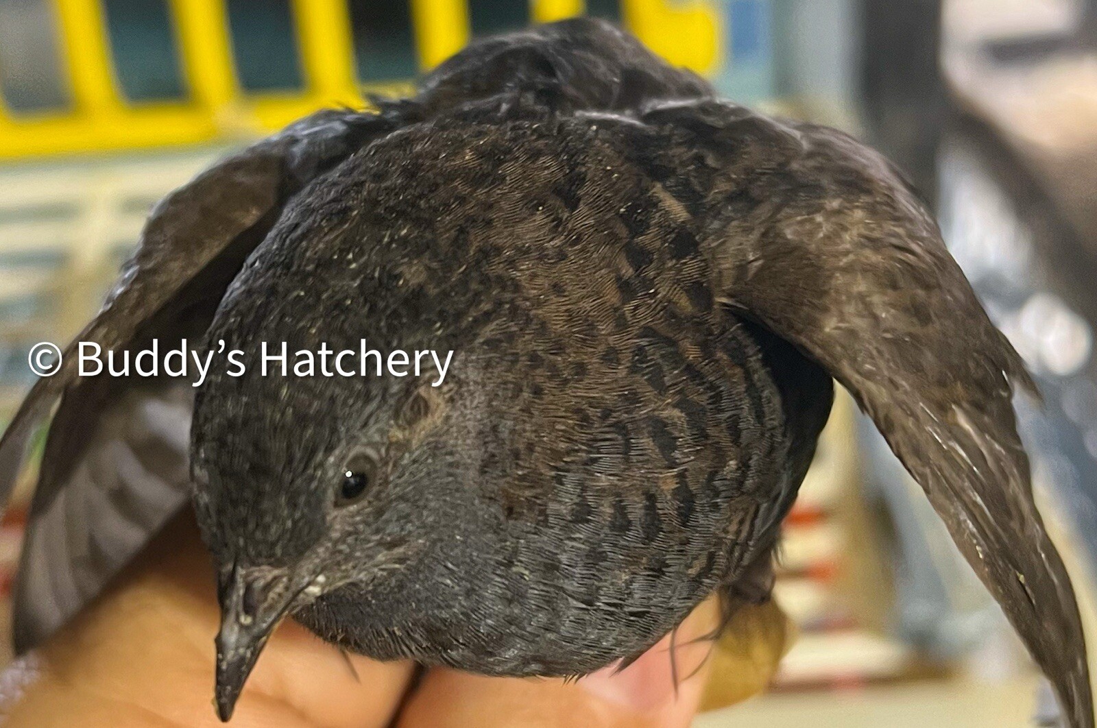 24 Button Quail Fertile Hatching Eggs Quail