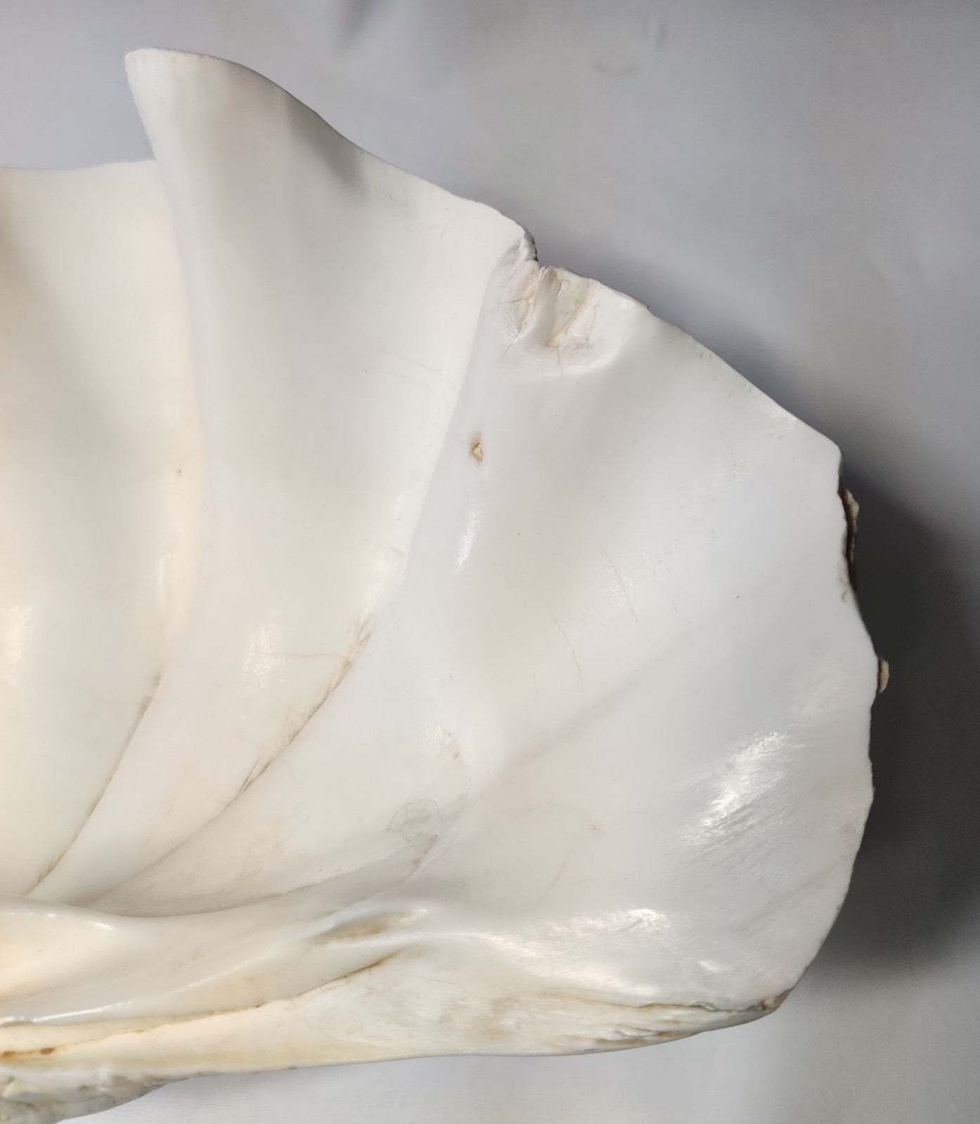 5 LB Large Tridacna Gigas Real Clam Sea Shell Natural Specimen 12”x 8”x 4”