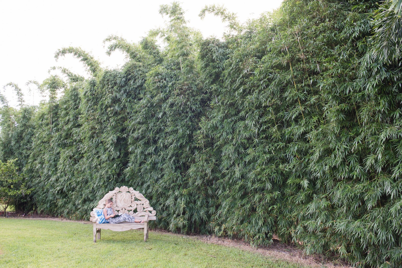 Graceful Bamboo - Bambusa textilis gracilis **NON-INVASIVE, CLUMPING**