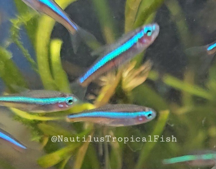 Healthy Green Neon Tetras - Peaceful and Vibrant - Perfect for Community