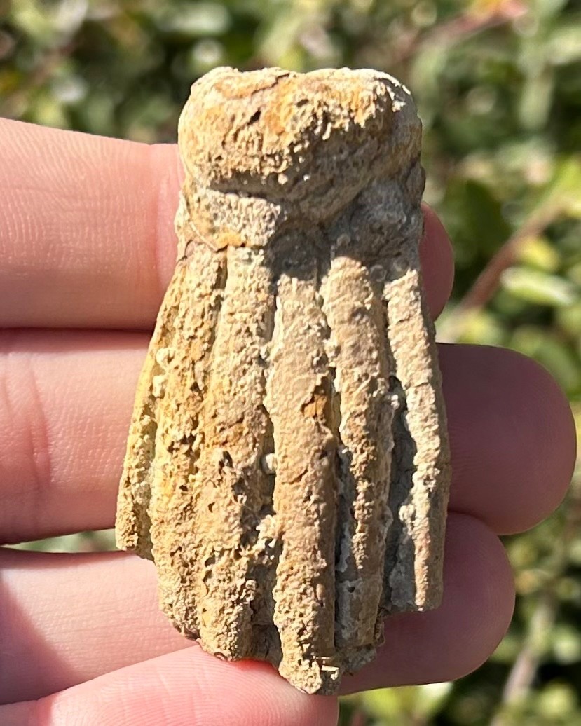 NICE Fossil Crinoid Phanocrinus bellulus Alabama Bangor Limestone Formation