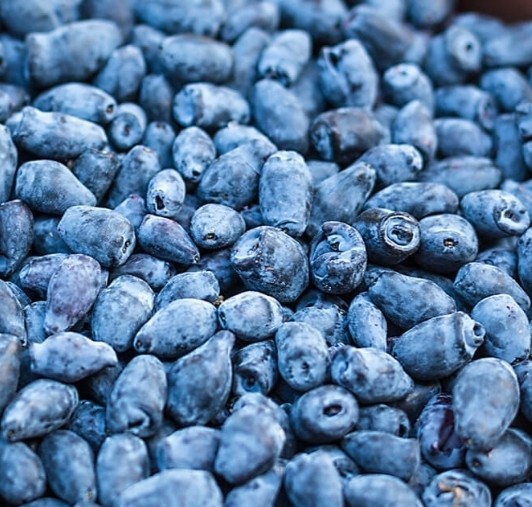 (2) 1 Ea Aurora & Boreal Blizzard Honeyberry LIVE 3 YR PLANTS 18-24" Gallon