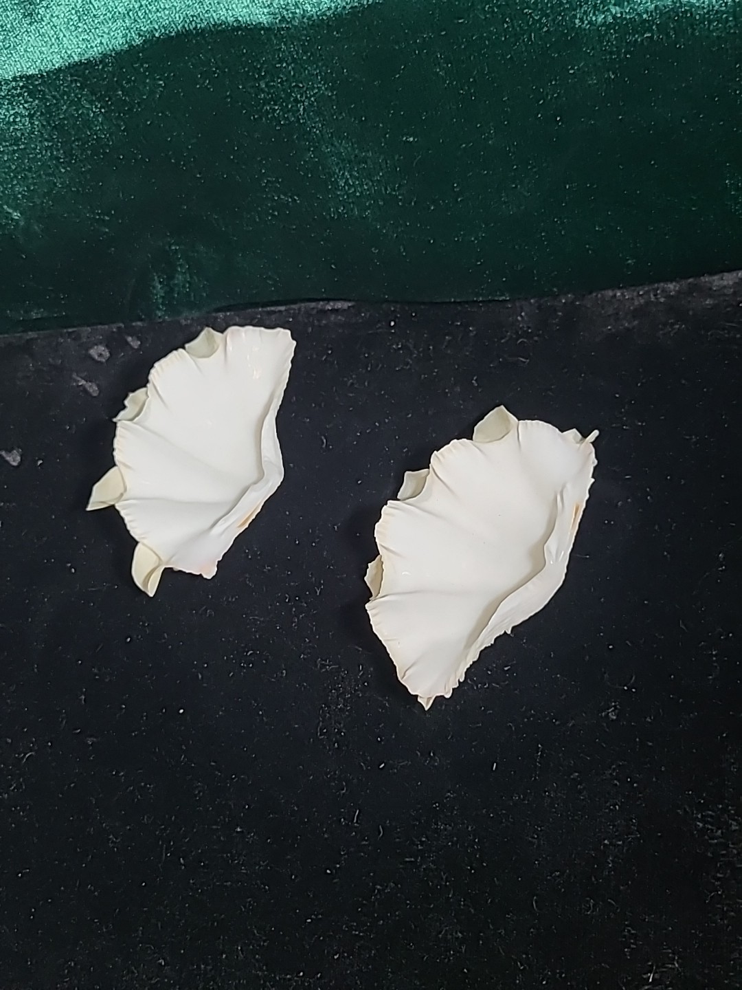 Vintage Whole Tridacna Squamosa Clam Shell Small Fan