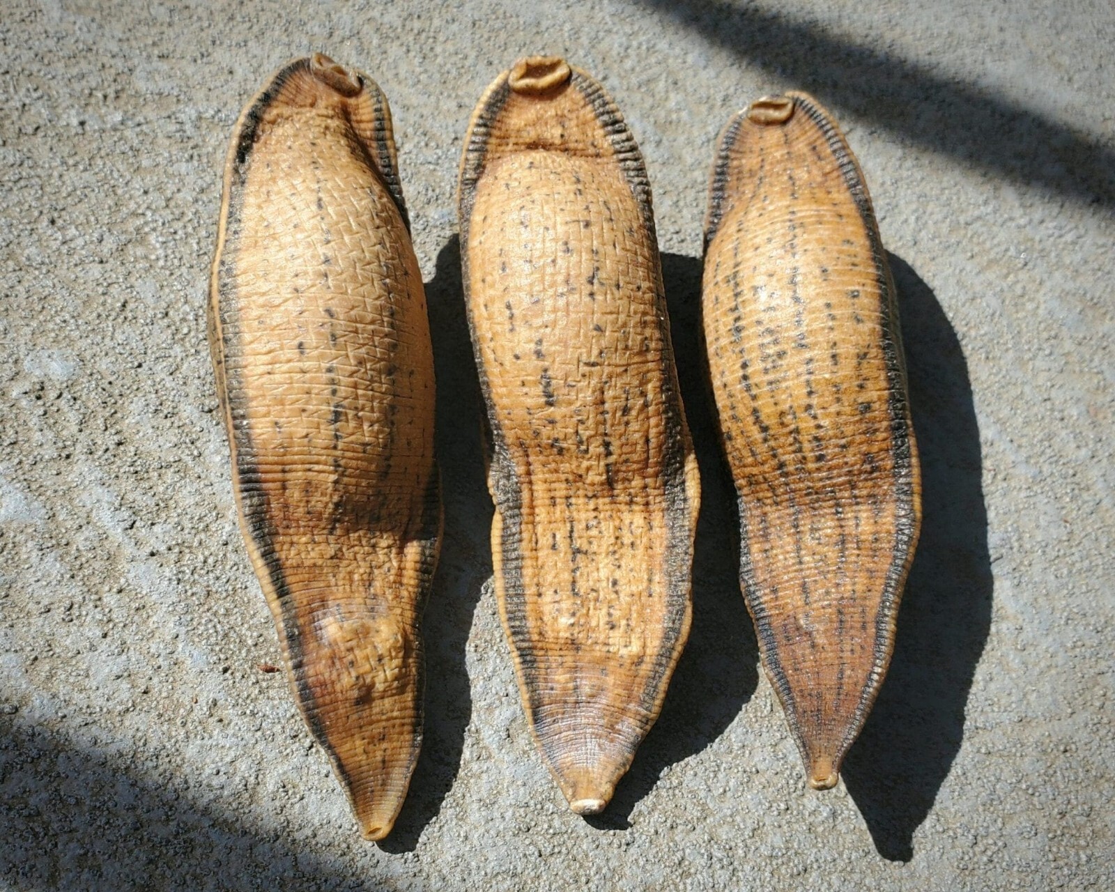 X3 Leeches, Dried Real Leech, Oddities, Macrobdella decora