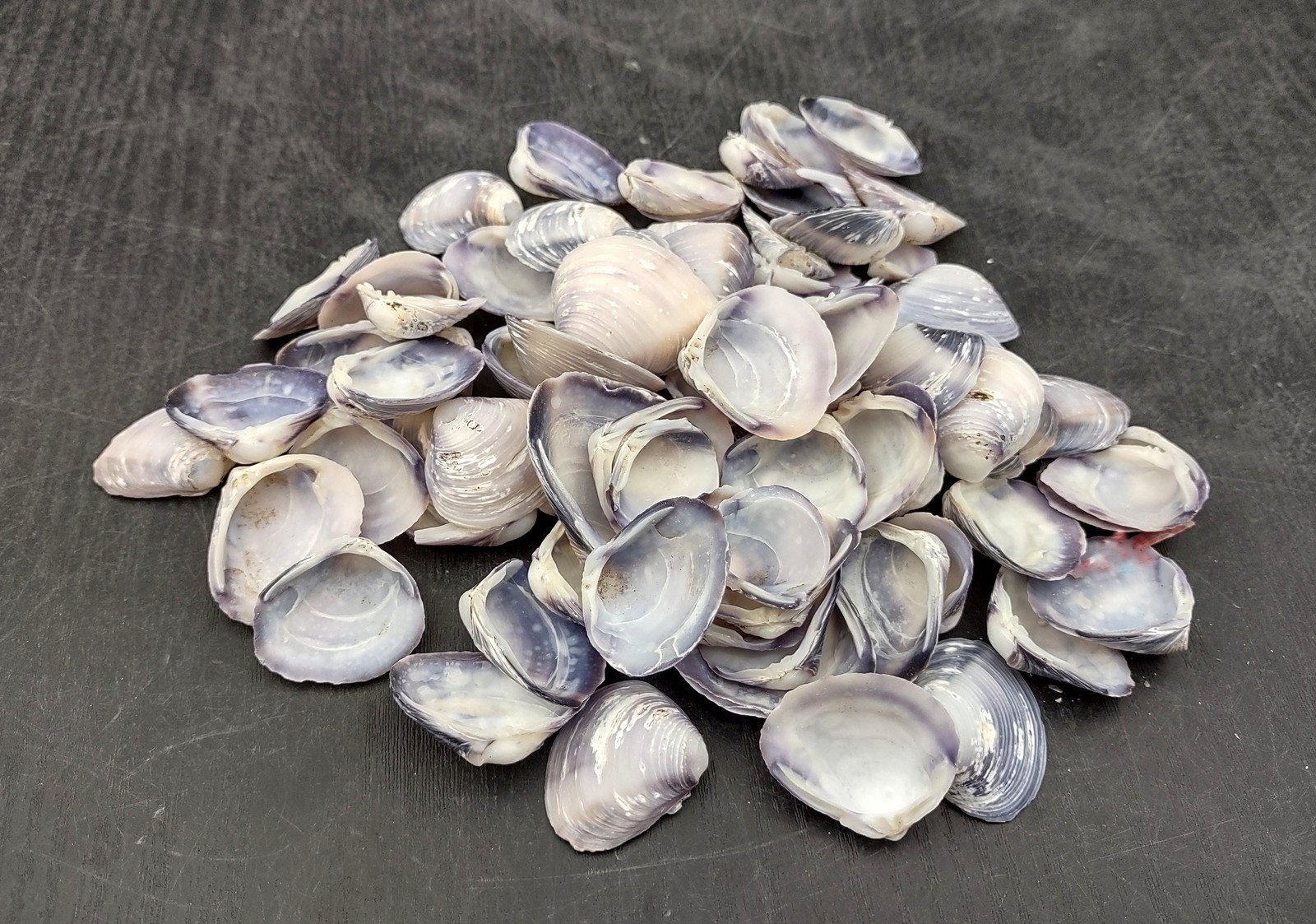 Purple Cay Cay Clam Seashells (approx. half cup +/-70 shells 0.5+ inches)
