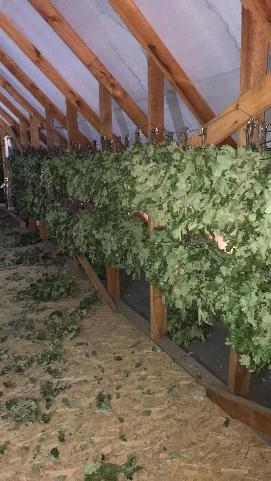 12st Oak canadian brooms+herbs sauna banya venik whisks Eiche 2025 Ukrainian fre