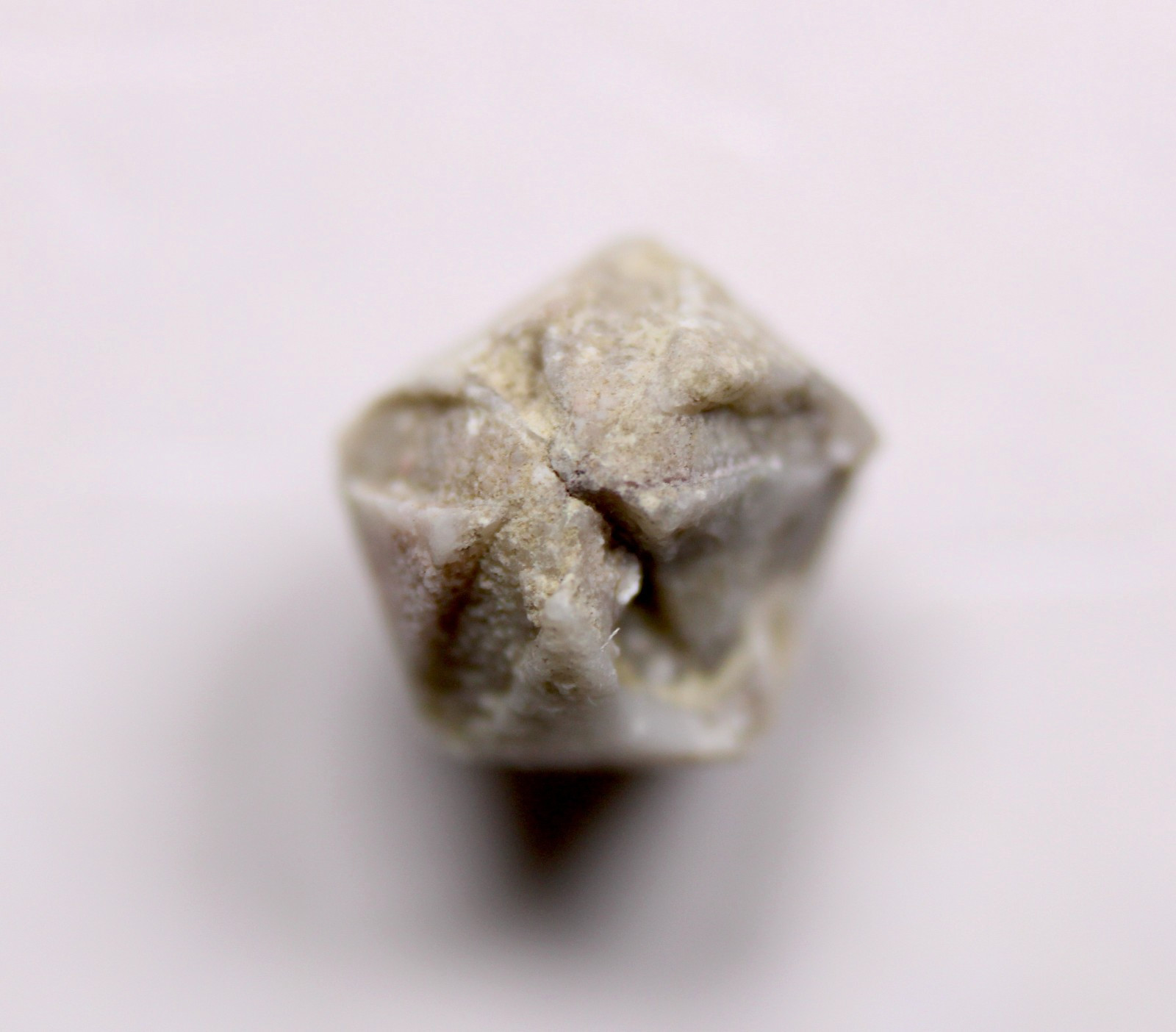 Troosticrinus reinwardti Blastoid Fossil Silurian Tennessee Brownsport Formation