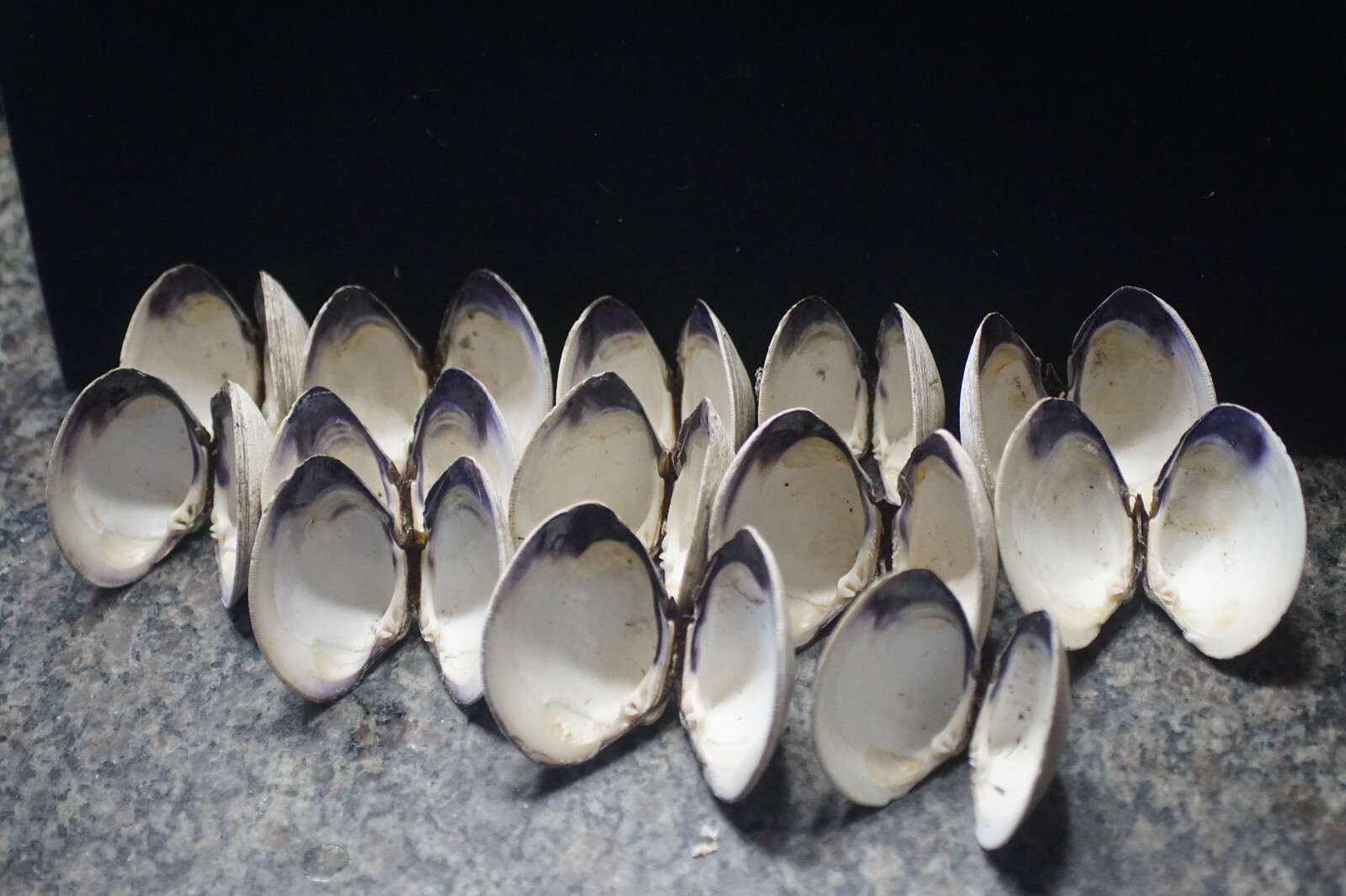 Wampum Quahog Shells  RI   2 1/2"-3" " Matched Pairs Crafting Lot of 26