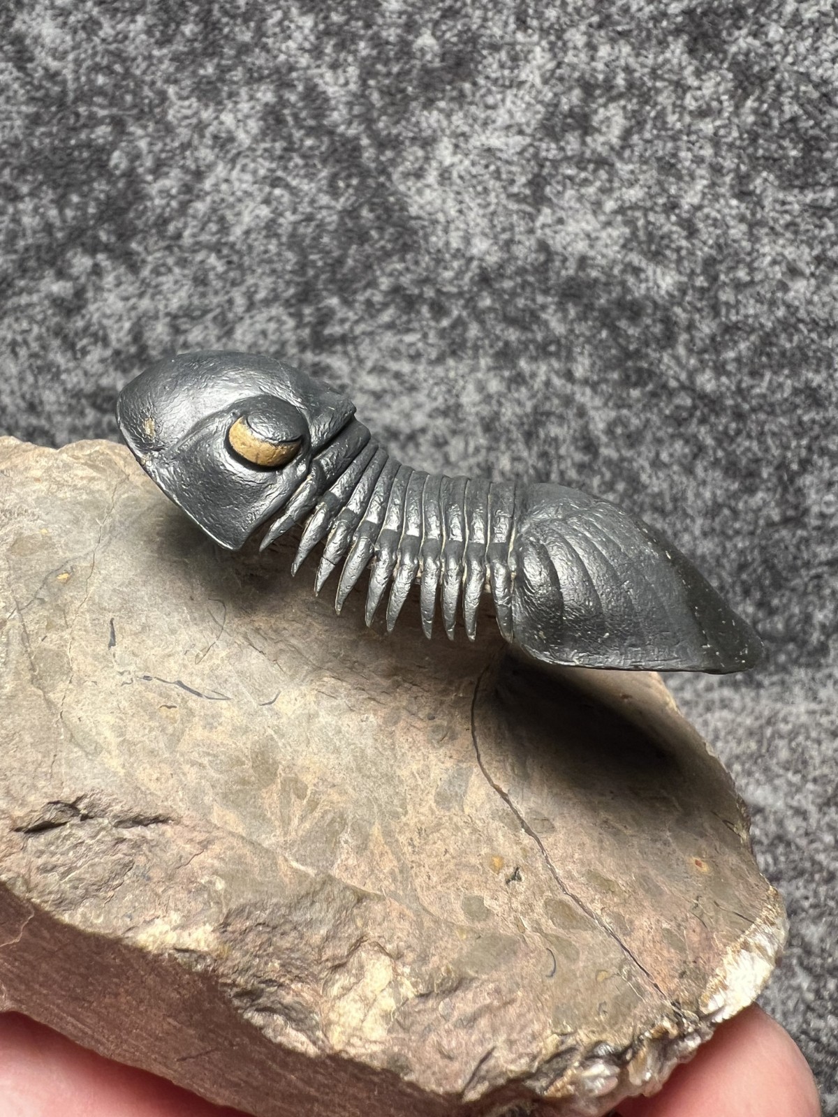 Paralejurus Trilobite Fossil – Flying Preparation with Rare Yellow Eyes