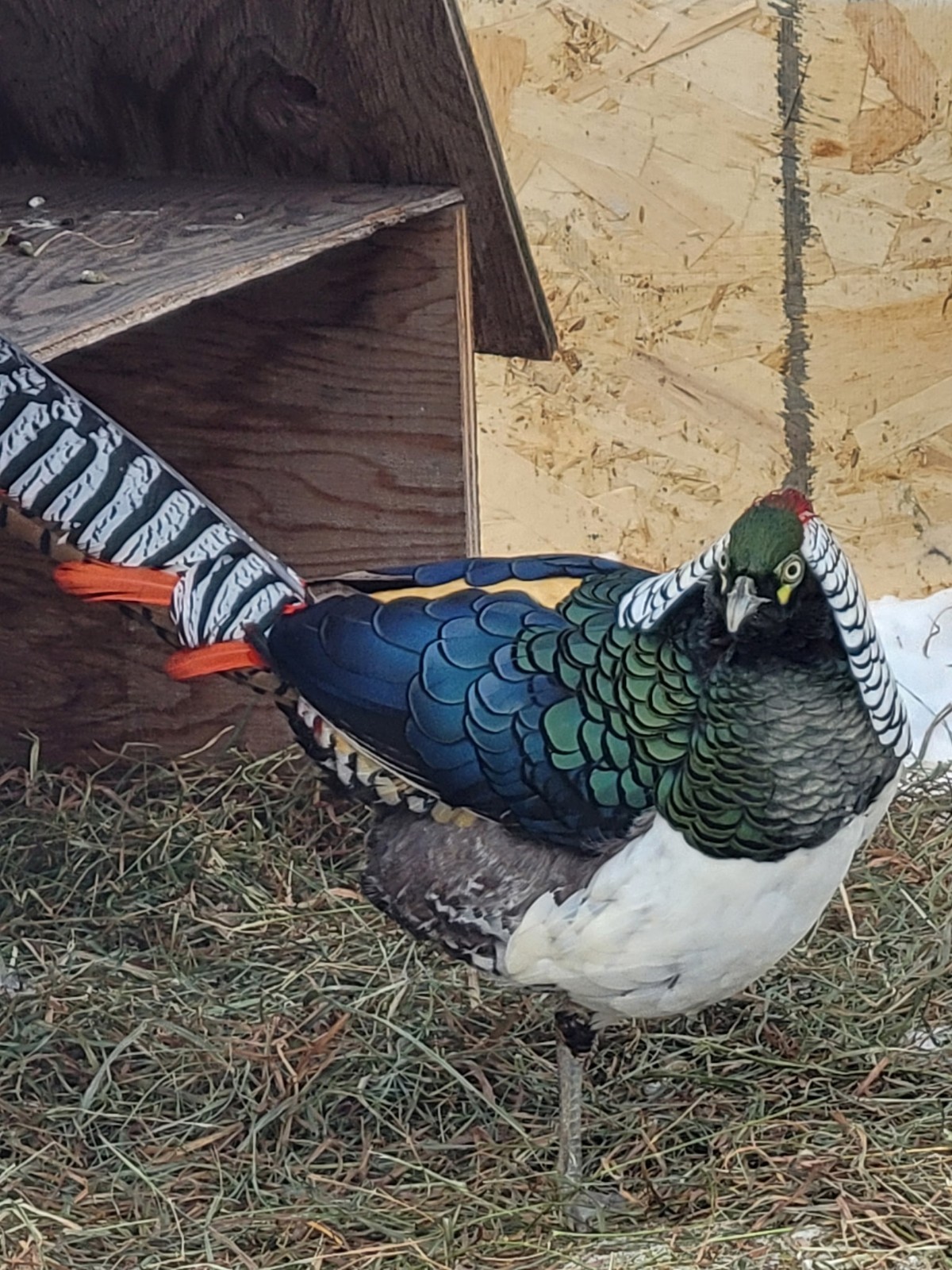 PRE-SALE 6+ Lady Amherst Hatching Eggs — Ships In April-May NPIP