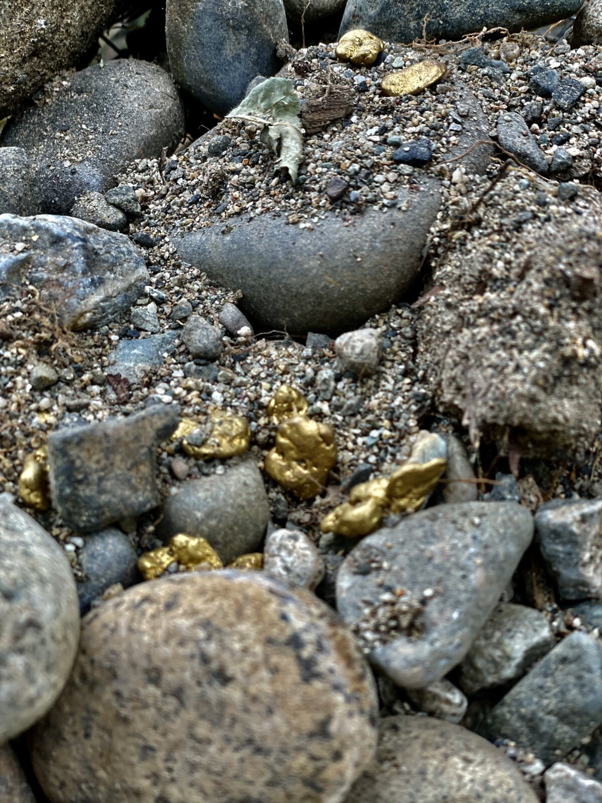 Yuba River Gold Unsearched Paydirt  Plus Added Gold Straight from the River rich