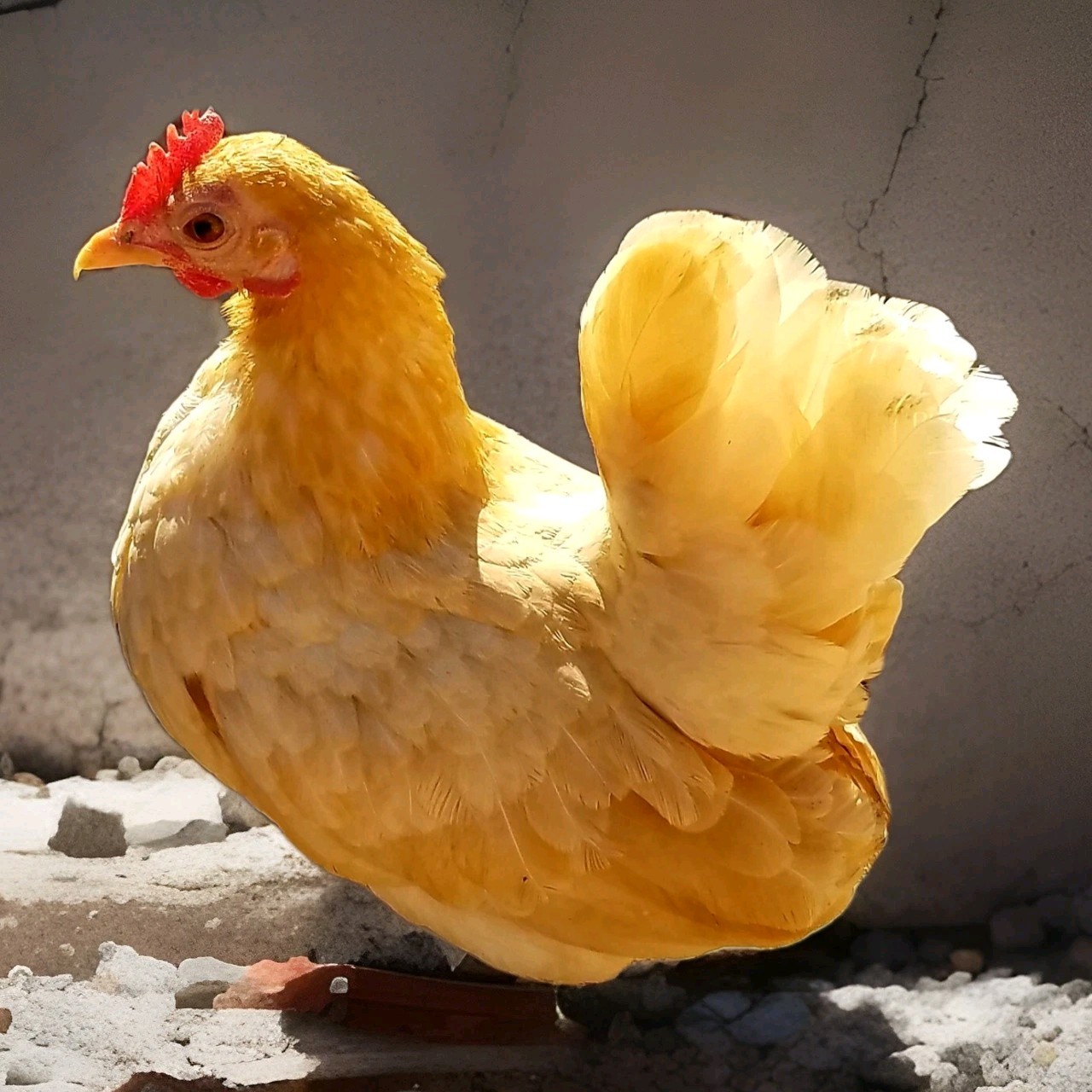 12+Ex NPIP AI CLEAN Pure Serama Micro To B Hatching Eggs MALAYSIAN & TRADITIONAL