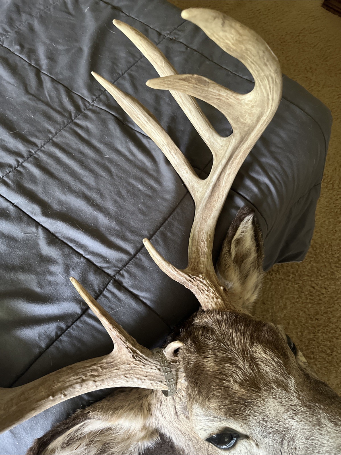 Deer Mount