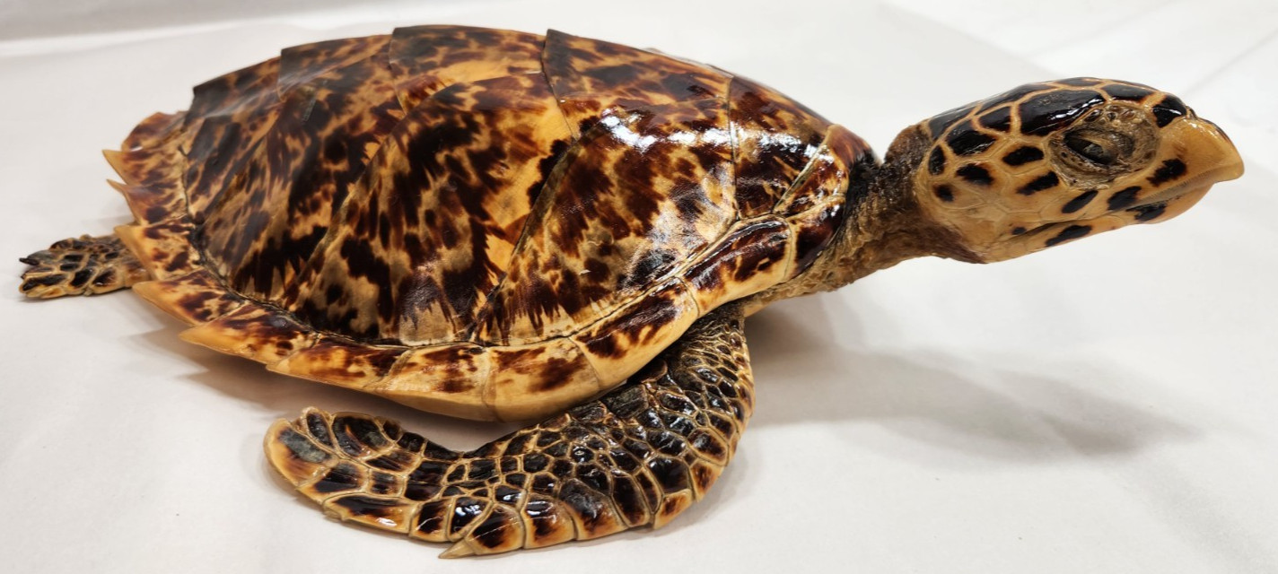 vintage taxidermy shiny reptile great condition - old item #242