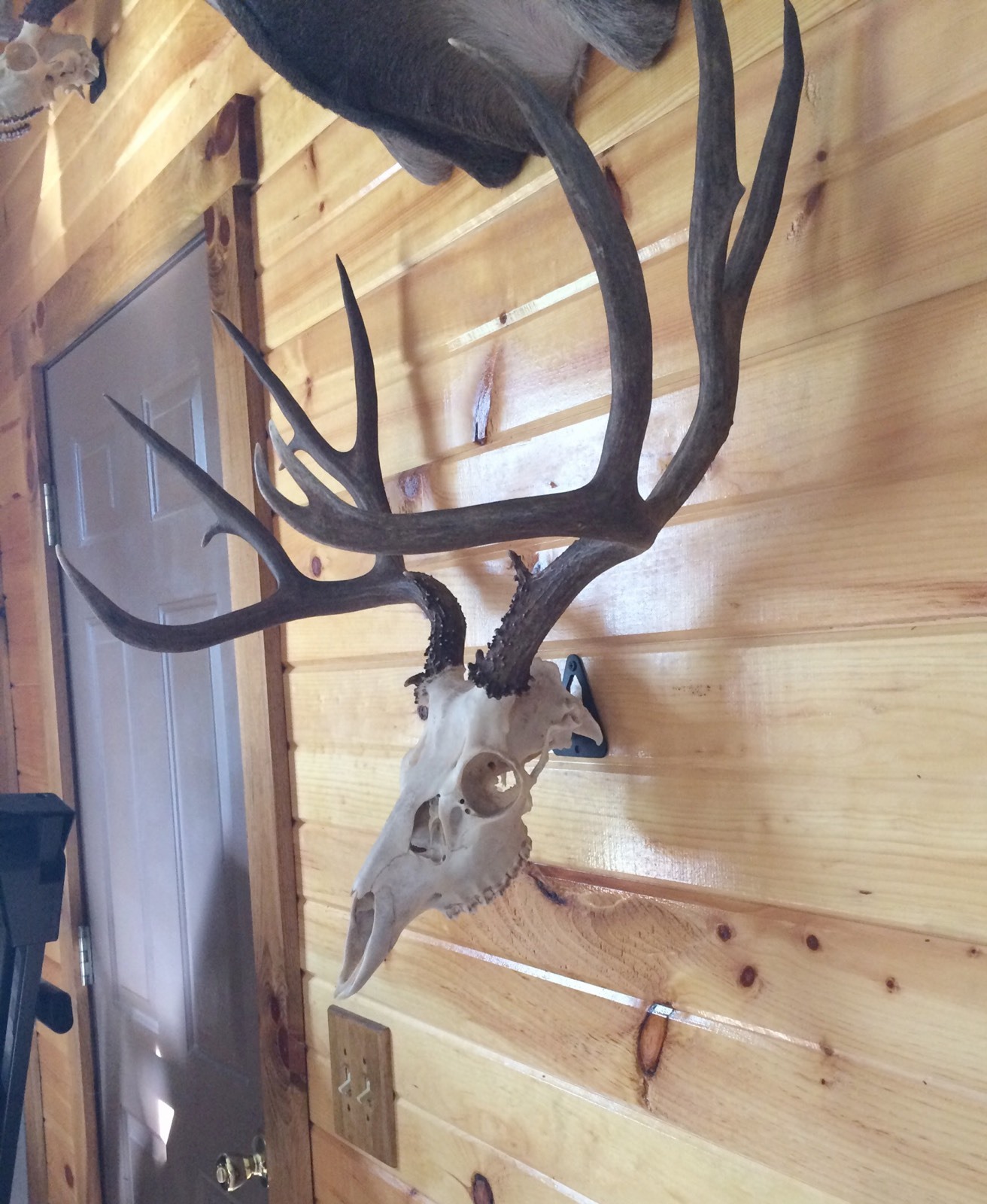 European Skull Mount Hanger *The EuroHanger* Deer Skull Hook