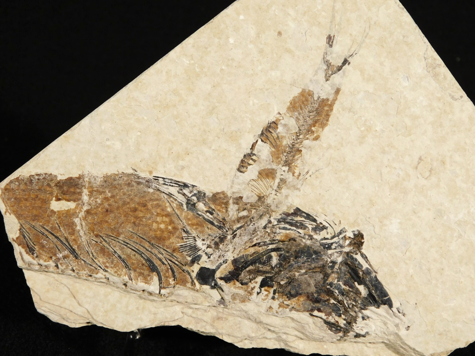 TWO! 100% Natural Knightia FISH Fossils From Wyoming! 282gr