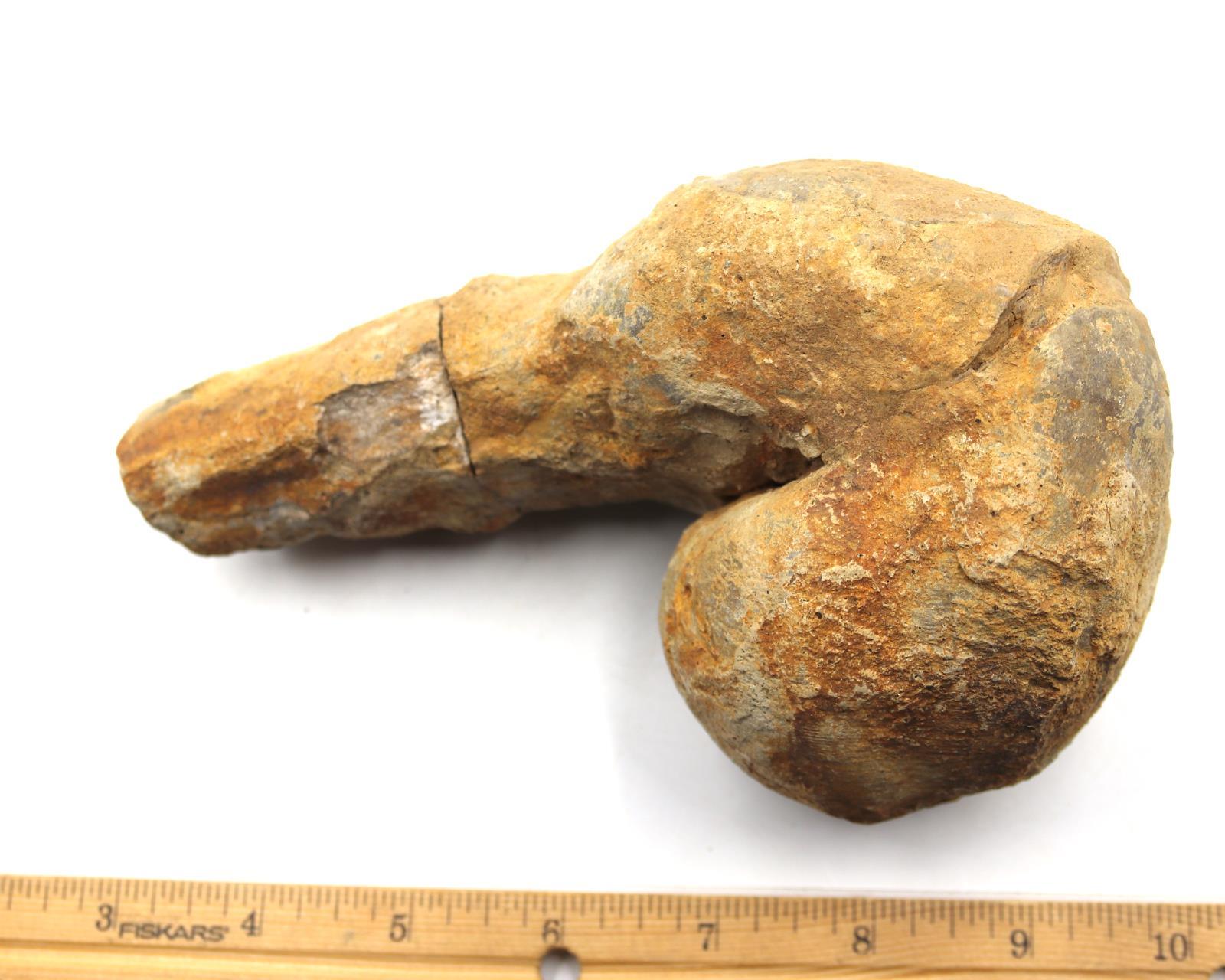 Lot of 2 Rudist Bivalve Fossils Upper Cretaceous #18121