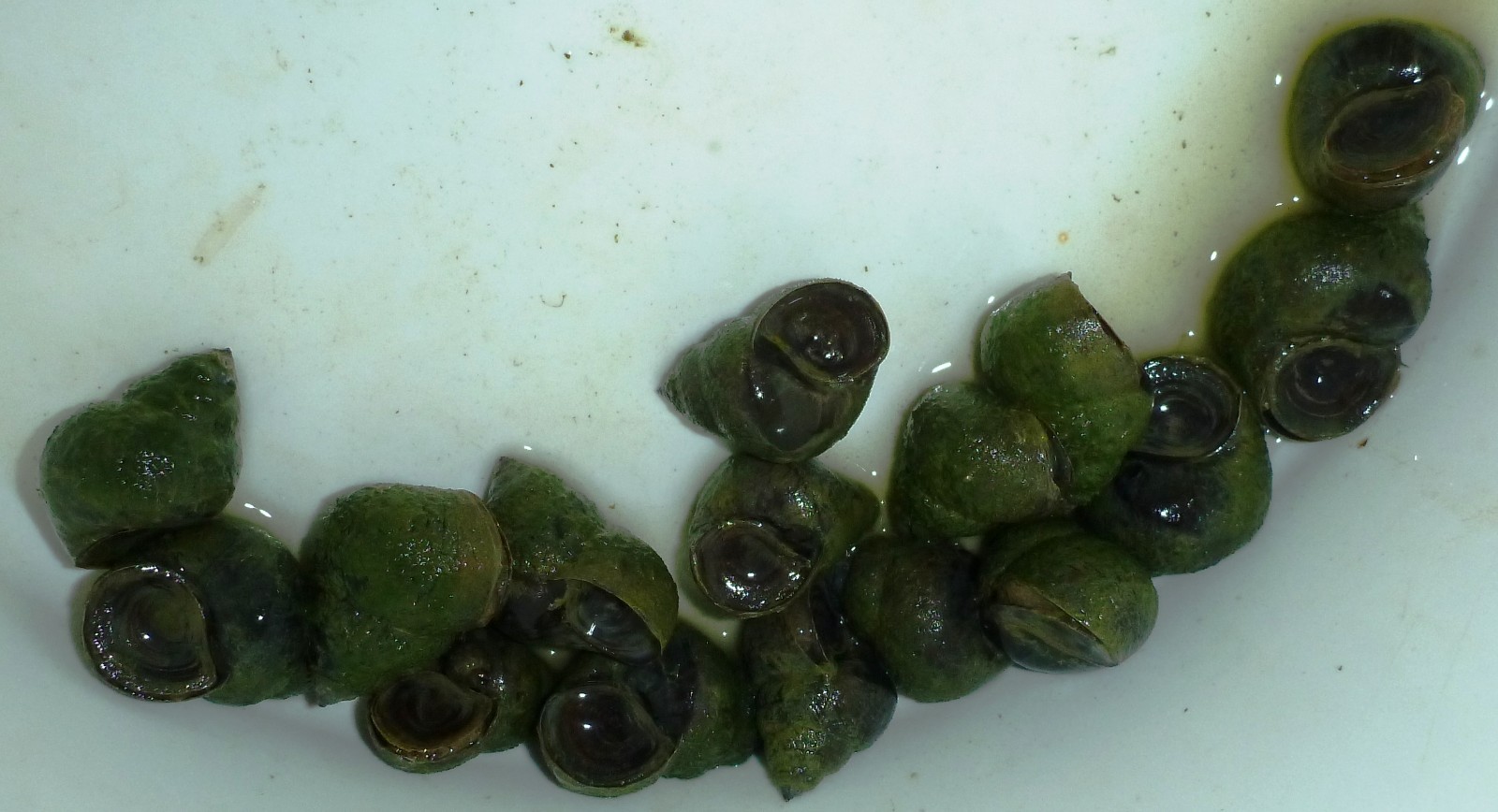 50-Lot Japanese Trapdoor snails algae eaters for koi pond garden pkf