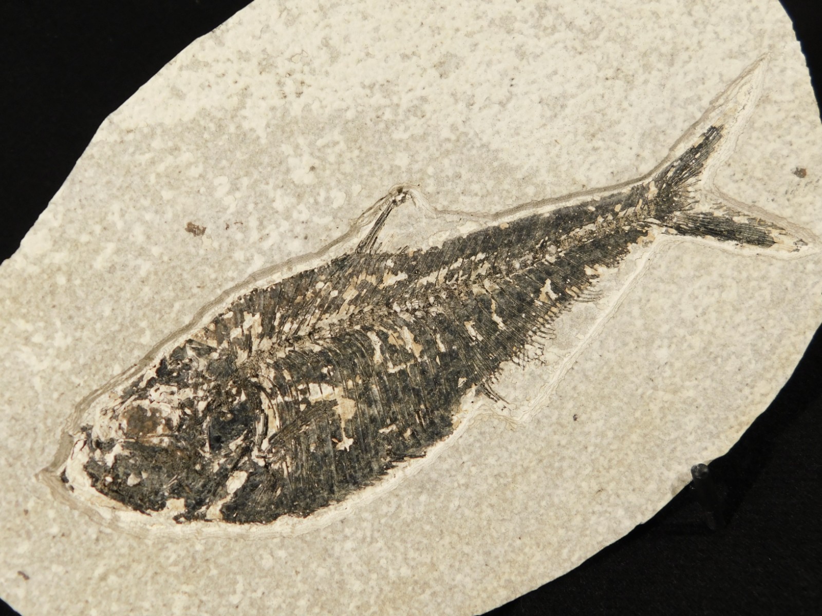 Larger! FIFTY Million Year Old! Diplomystus Dentatus FISH Fossil Wyoming 343gr