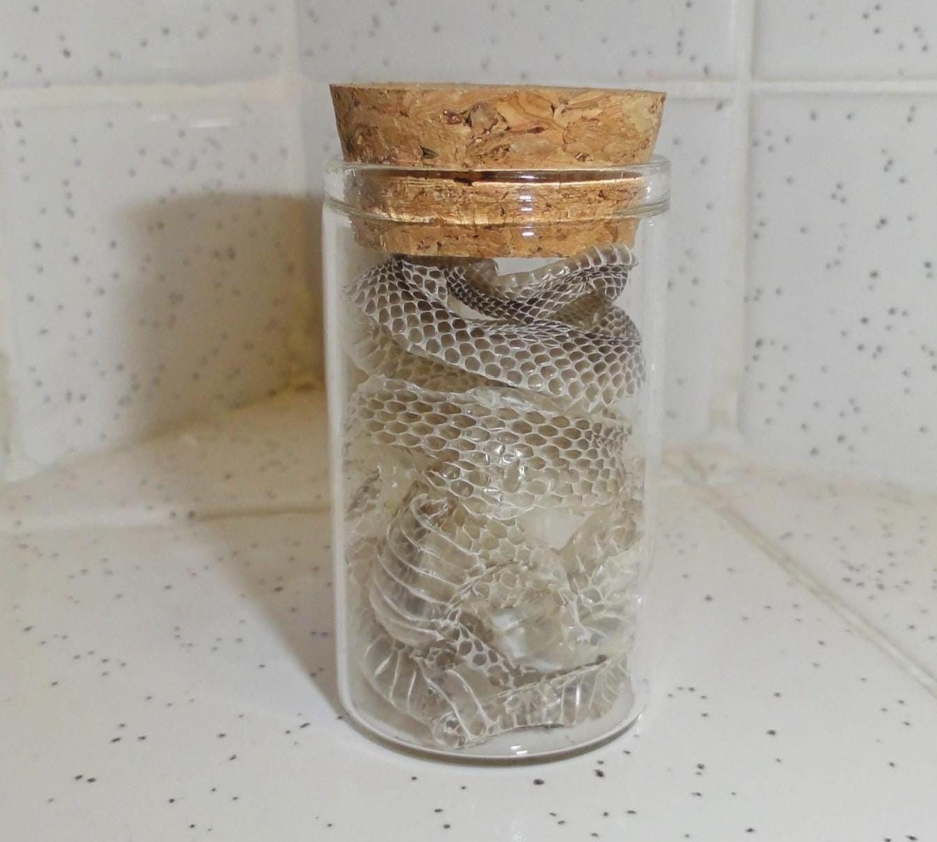 Snake Skin Small Oddity Jar curiosity glass vial reptile goth nature art