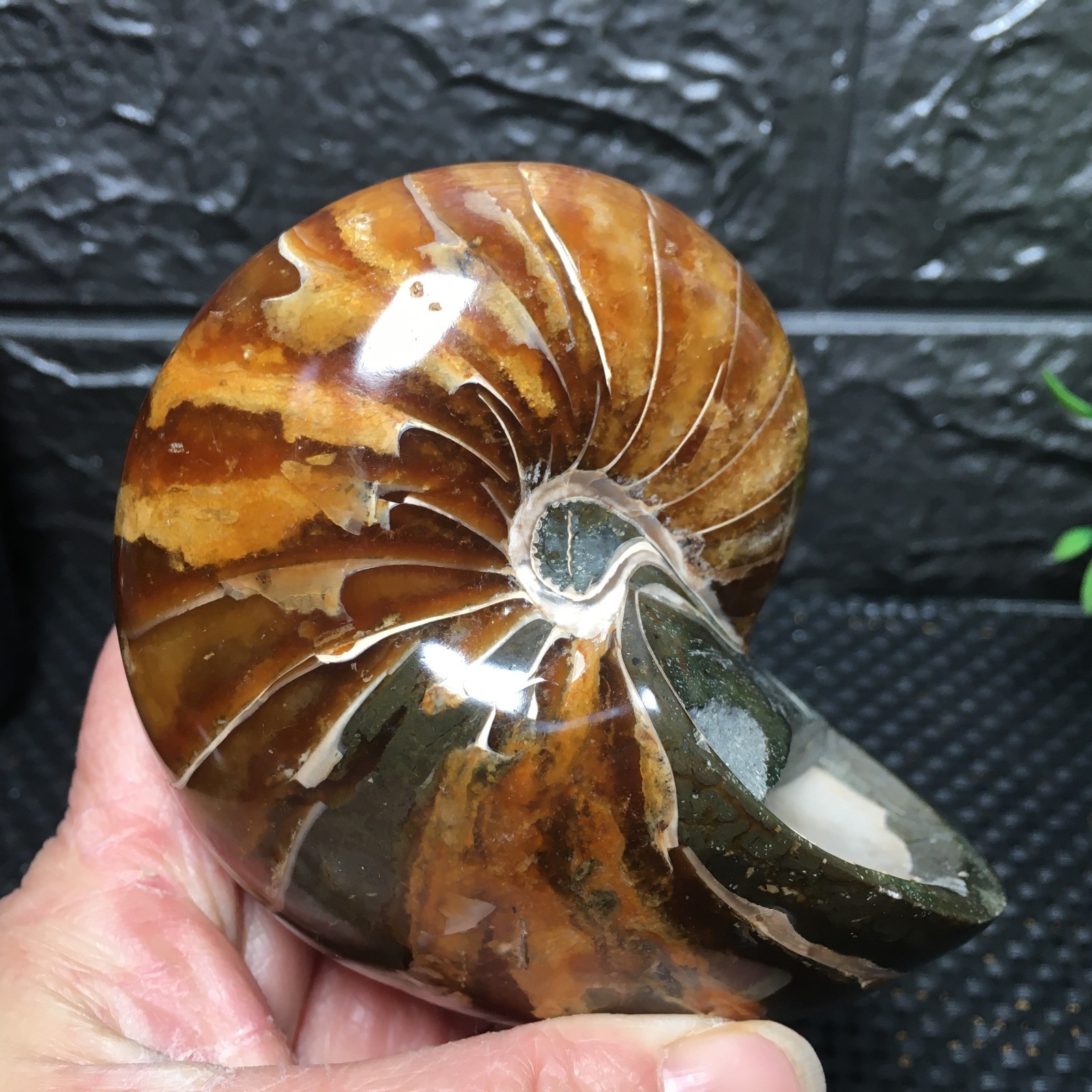 567g Natural polishing Ammonite crystal specimens fb1037