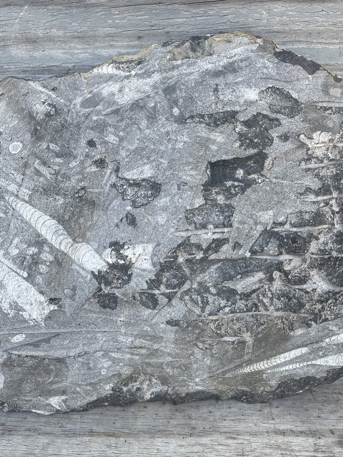 Polished Orthoceras Fossil Black Stone Slab Beautiful ❤️❤️❤️