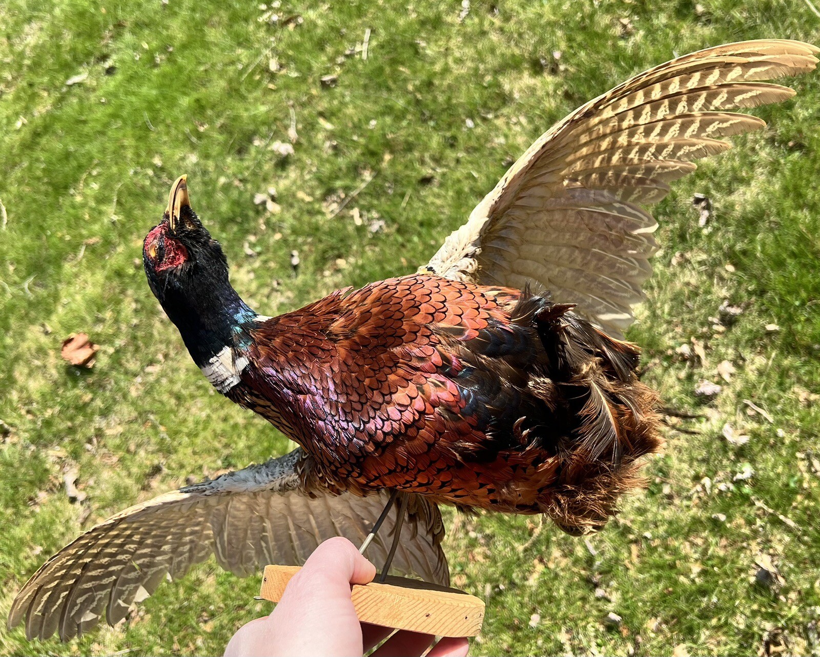 Vintage PAIR Real Ringneck Flying Pheasants Wall Mounts Taxidermy LOCAL PICKUP
