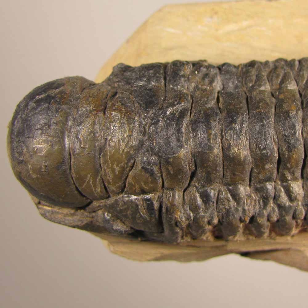 3.4" Crotalocephalus Gibbus TRILOBITE Fossil on Matrix - Devonian Age - Morocco