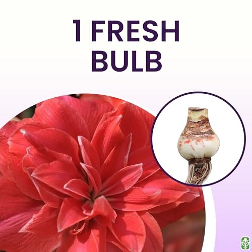 Double Pink Amaryllis Bulb – Large Bulb for Planting, 4-8 Blooms, 16–24" Tall