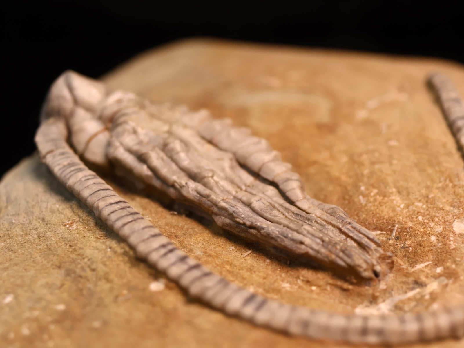 Wound Up Fossil Crinoid, Crawfordsville, IN