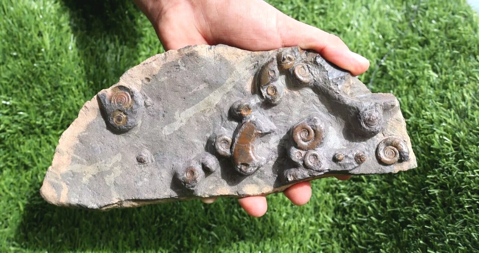 Rare Platyclymenia & Goniatites Fossil Plate – Moroccan Ammonites, Collector Spe