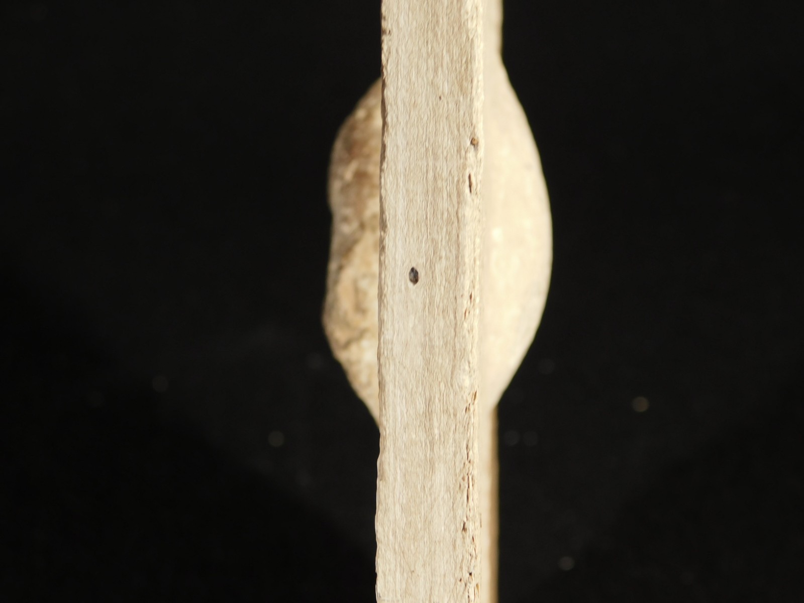 BIG! CROCODILE / TURTLE Coprolite or Fossil Turd From Wyoming 586gr