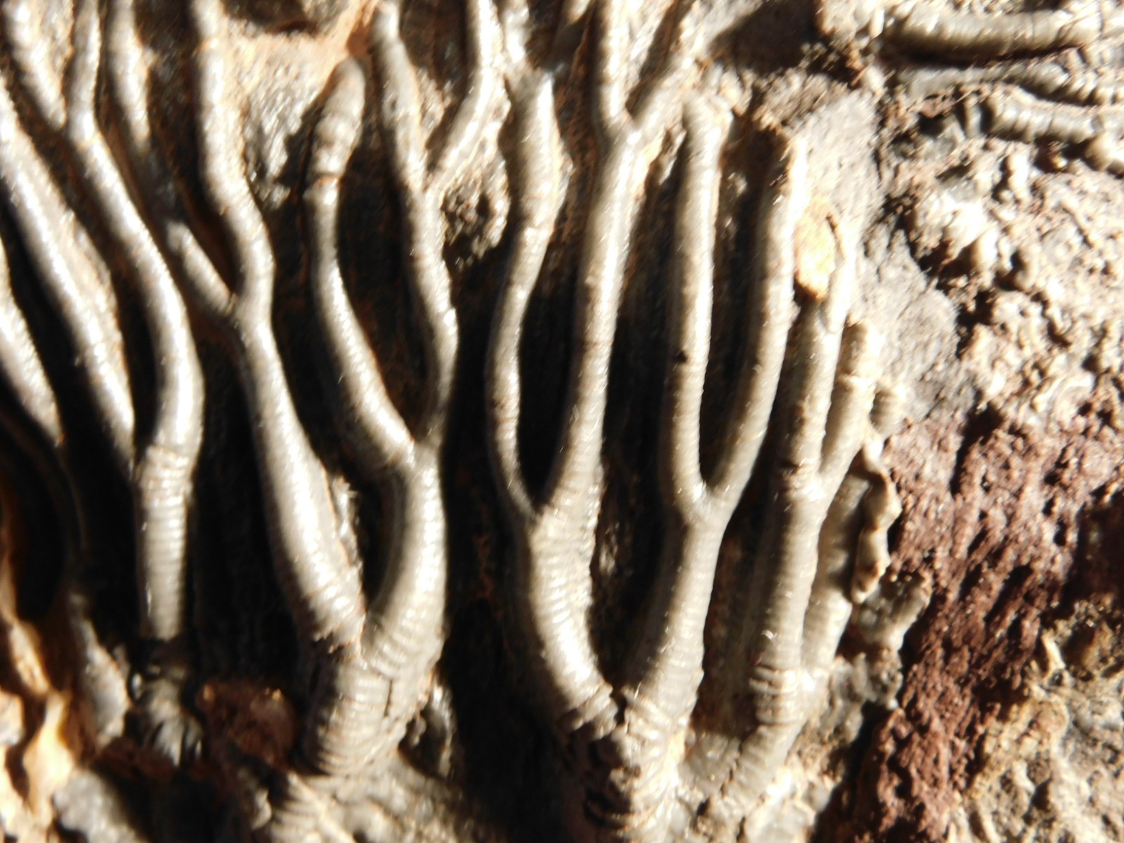 wOw! BIG! 430 Million Year Old! CRINOID Fossil or Sea LILY Fossil Morocco 1144gr