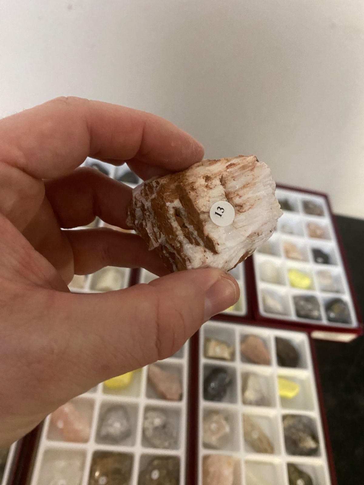 Scott Resources Fossil Rock Mineral Collection for Classroom Geology Educational