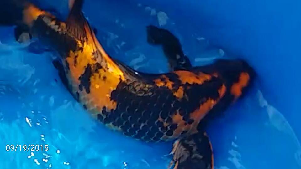 Nijikawa Four Seasons Premium Koi Food 15lb 5mm float •Authorized eBay Dealer•